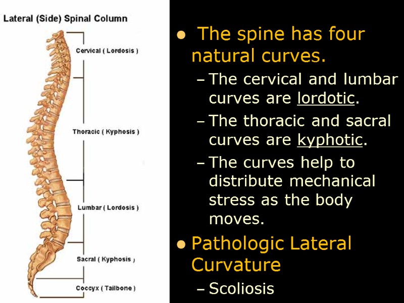 The spine has four natural curves.  The cervical and lumbar curves are lordotic.
